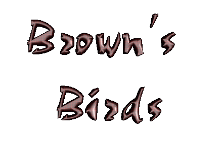 The birds are talking