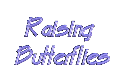 Fly over to the butterflies